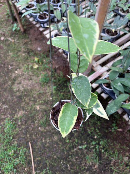 Hoya Verticilata Sp Panglai