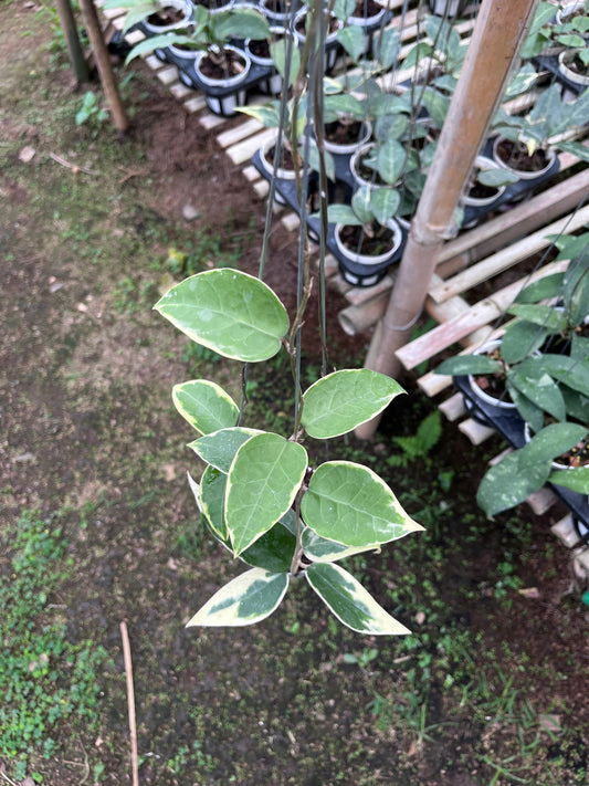 Hoya Verticilata Sp Panglai