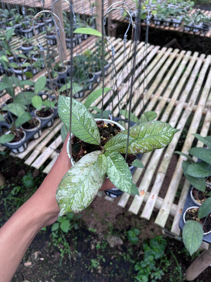 Hoya Gunung Gading Ghost