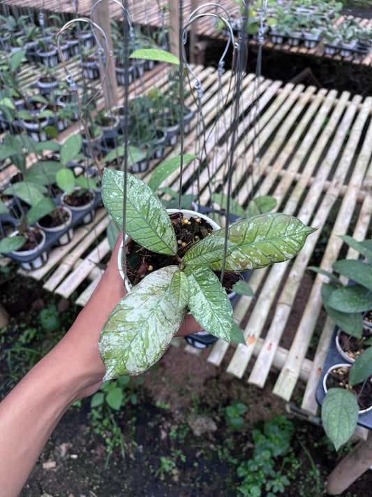 Hoya Gunung Gading Ghost