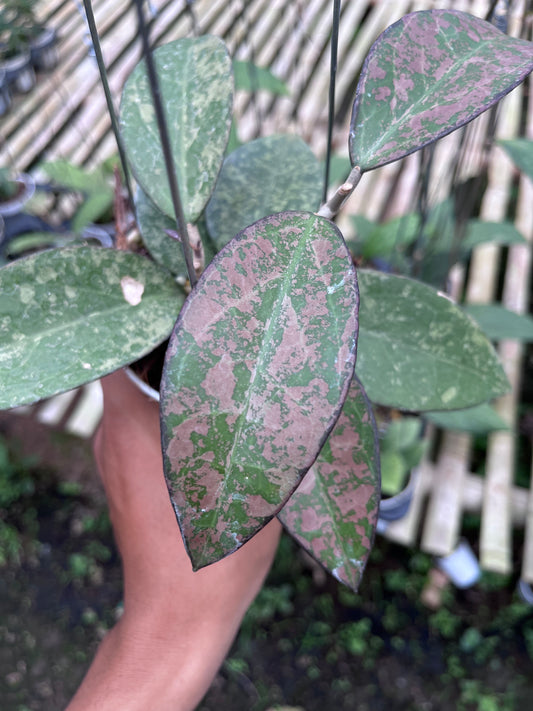 Hoya Verticilata Sp Nganjuk Splash Pink