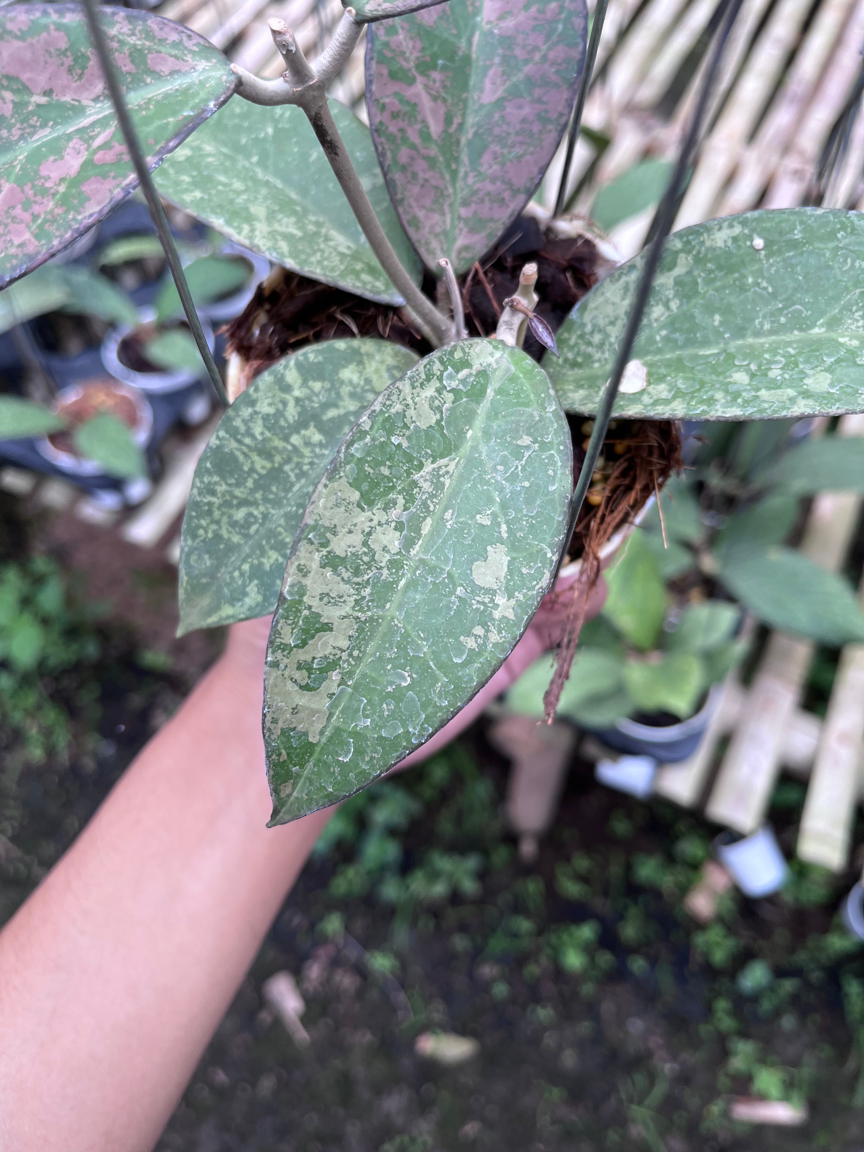 Hoya Verticilata Sp Nganjuk Splash Pink