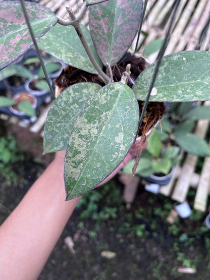 Hoya Verticilata Sp Nganjuk Splash Pink