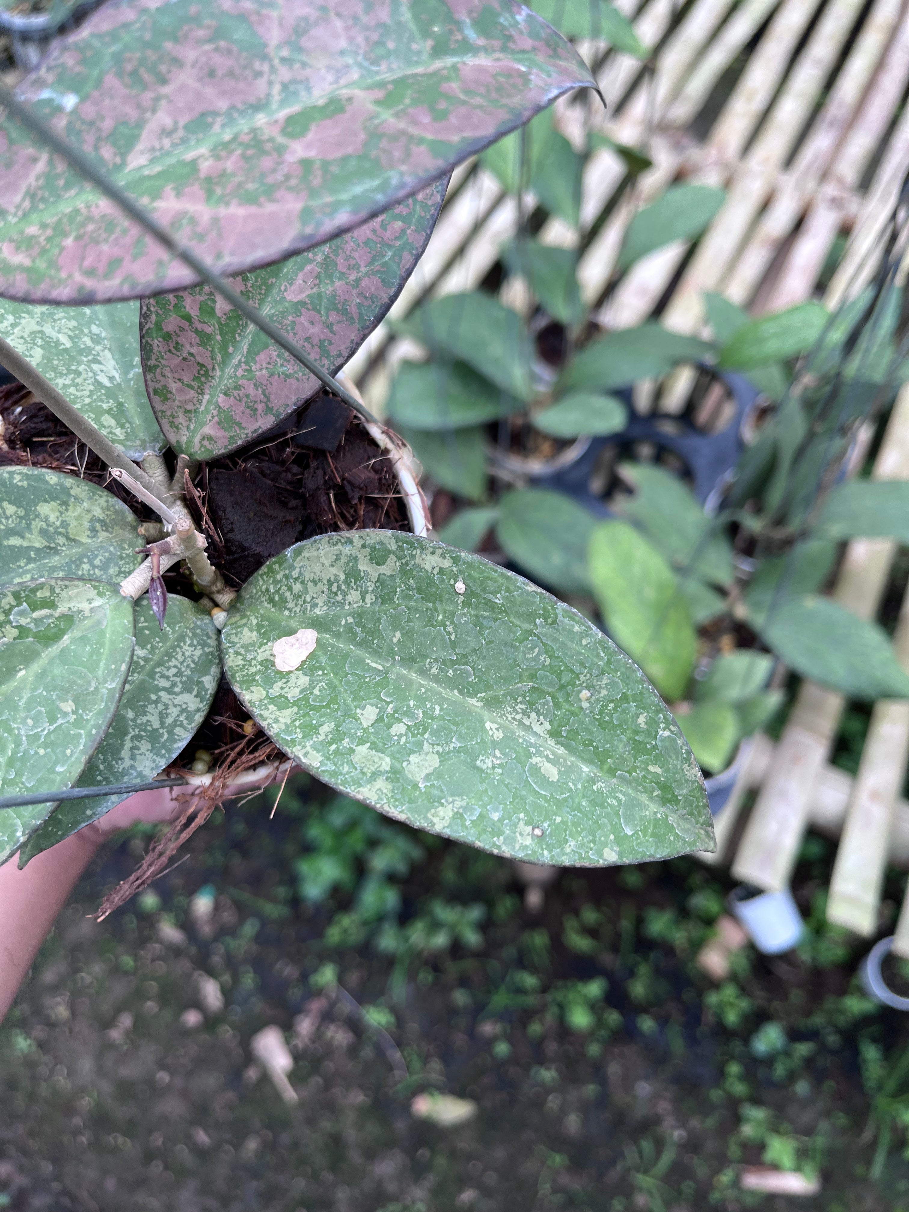 Hoya Verticilata Sp Nganjuk Splash Pink