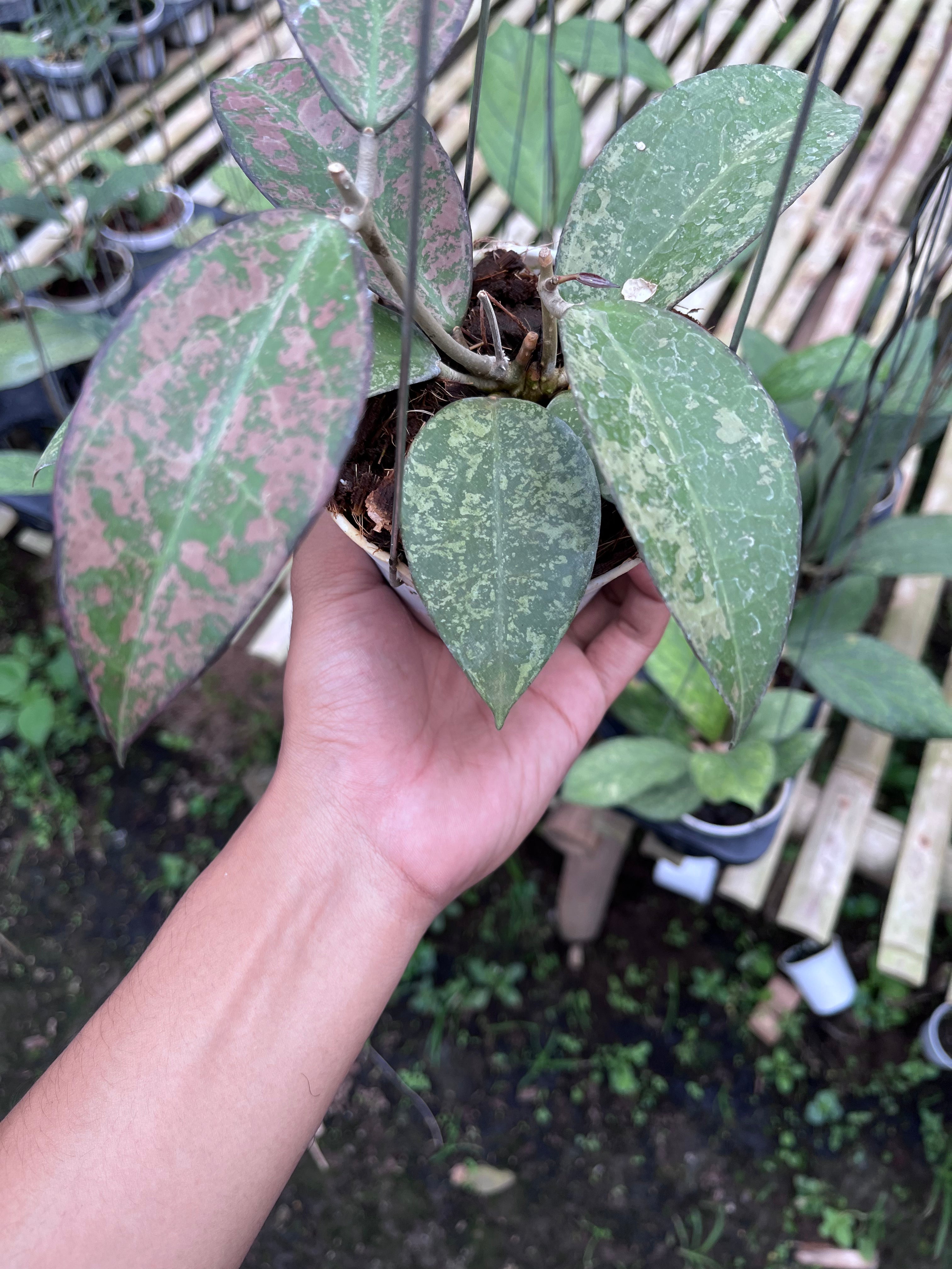 Hoya Verticilata Sp Nganjuk Splash Pink