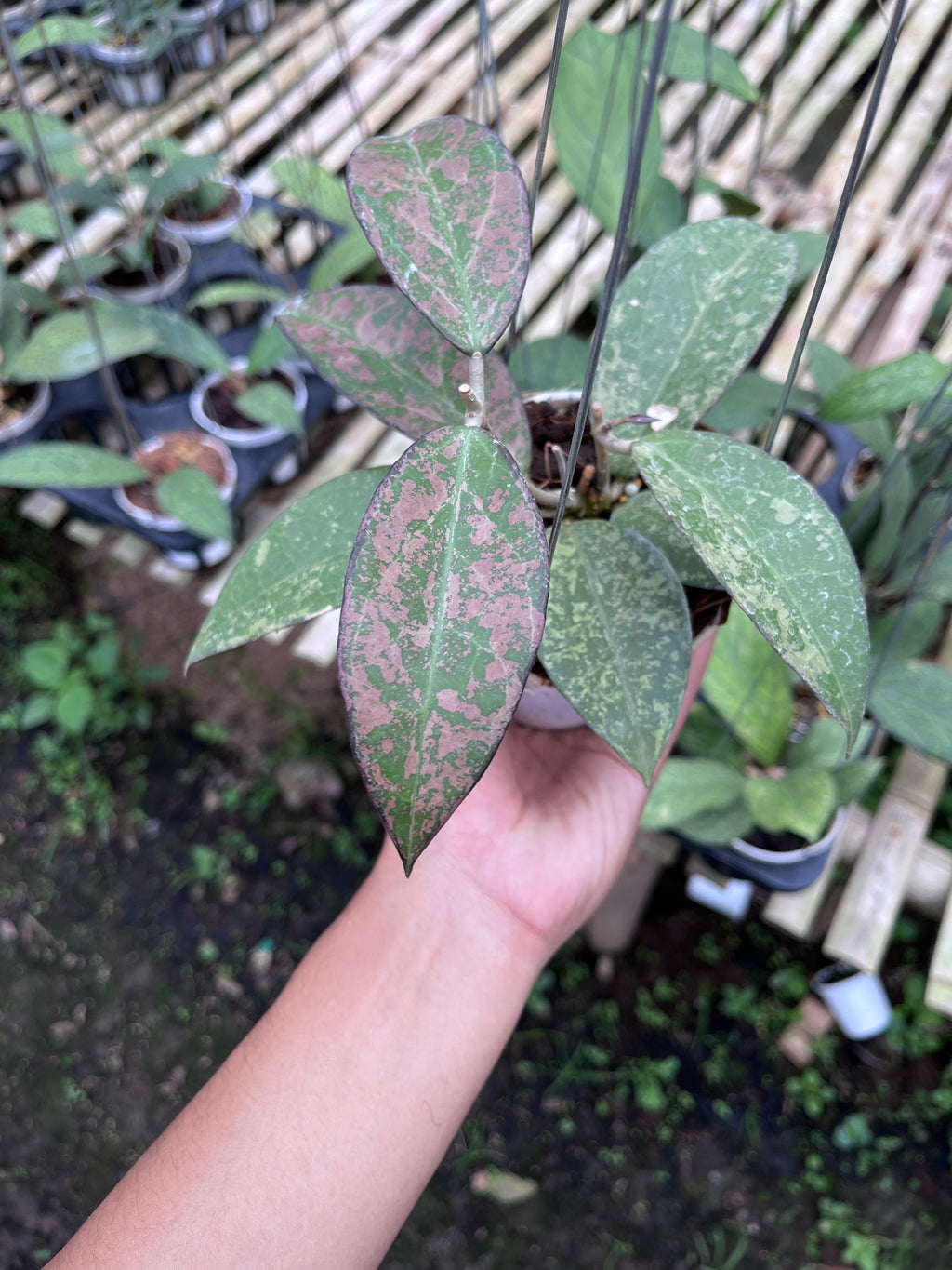 Hoya Verticilata Sp Nganjuk Splash Pink