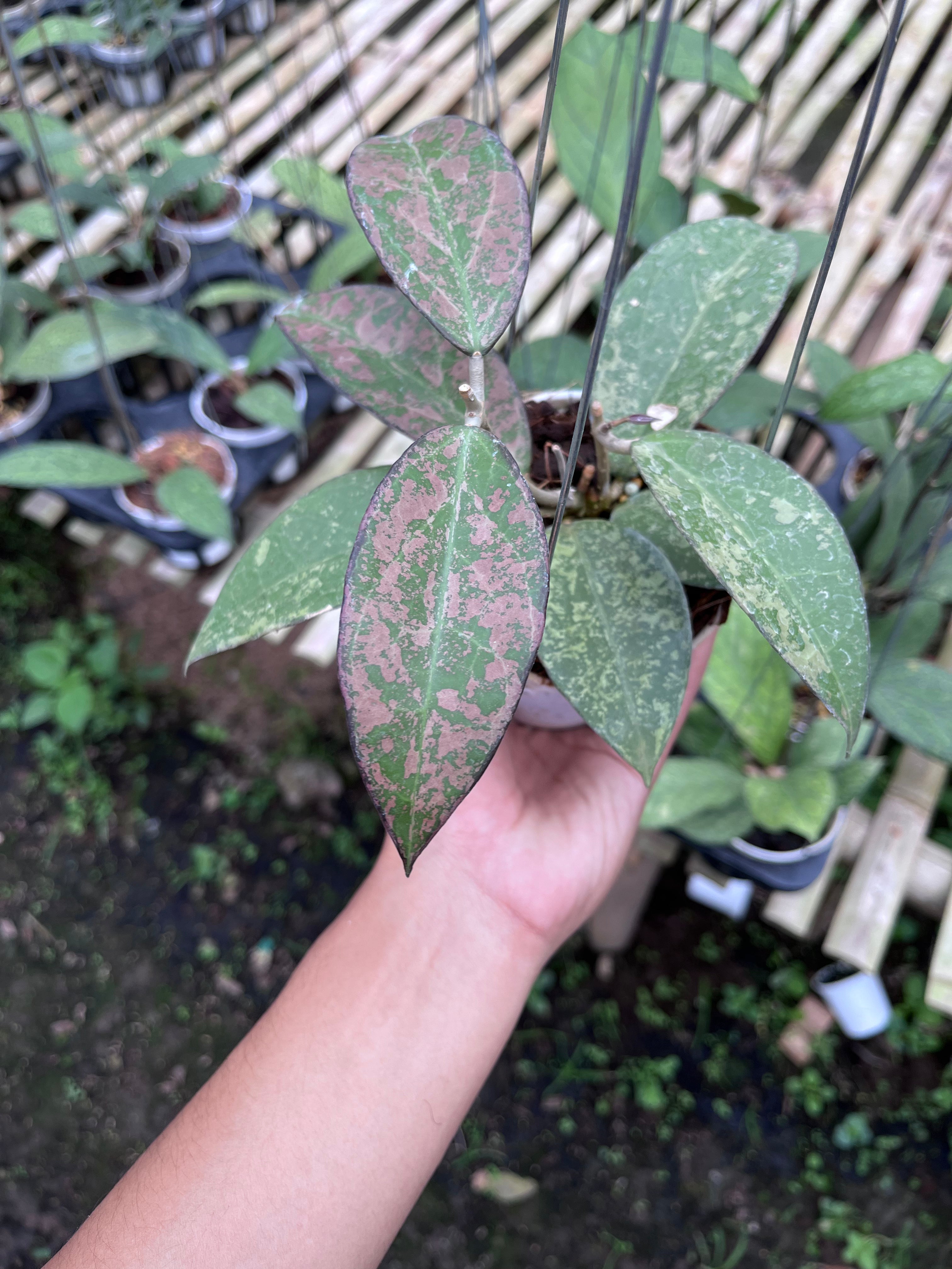 Hoya Verticilata Sp Nganjuk Splash Pink