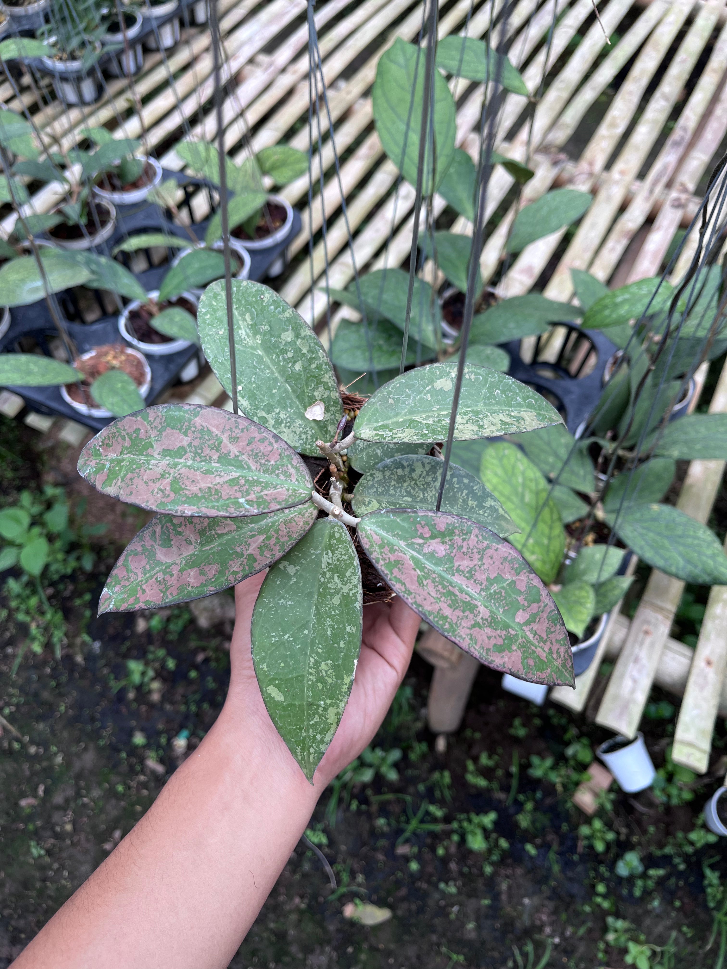 Hoya Verticilata Sp Nganjuk Splash Pink