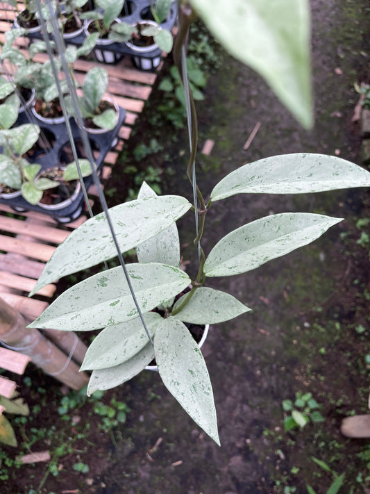 Hoya Pubicalyx Pink Silver Ghost