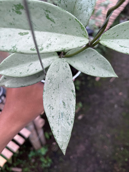 Hoya Pubicalyx Pink Silver Ghost