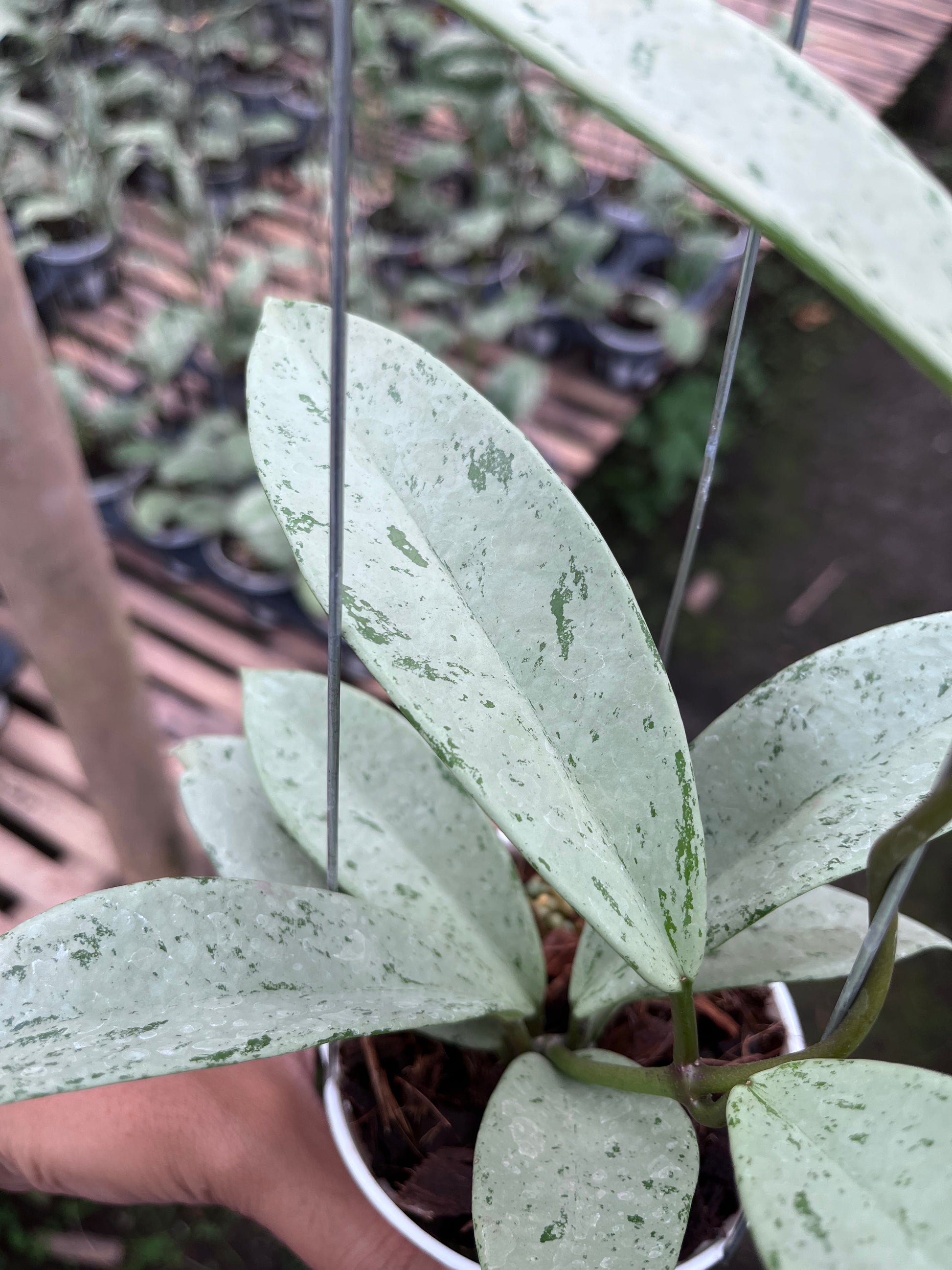 Hoya Pubicalyx Pink Silver Ghost | Rare Tropical Plant | ART Hoya Pubicalyx Pink Silver Ghost | Rare Tropical Plant | ART