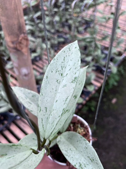 Hoya Pubicalyx Pink Silver Ghost