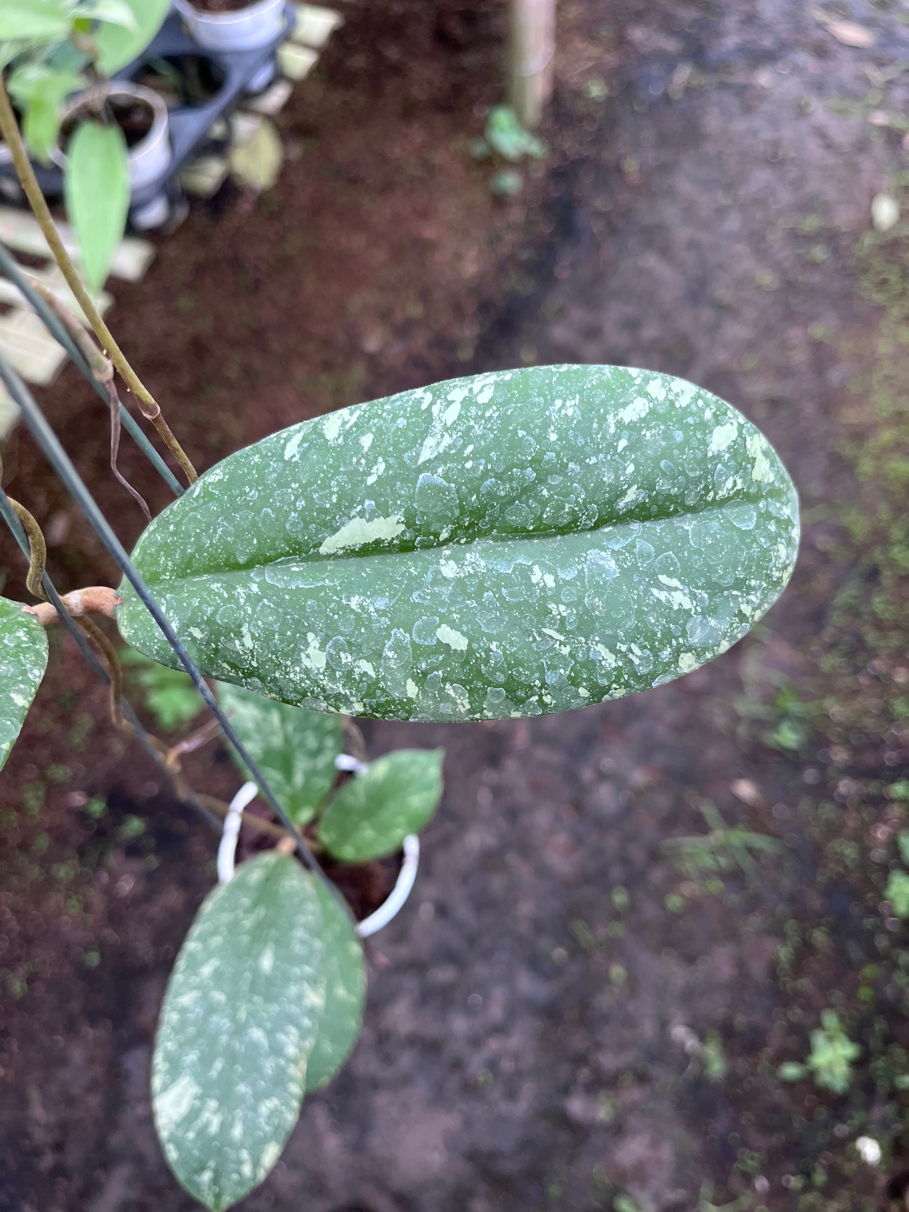 Hoya Vitellinoides