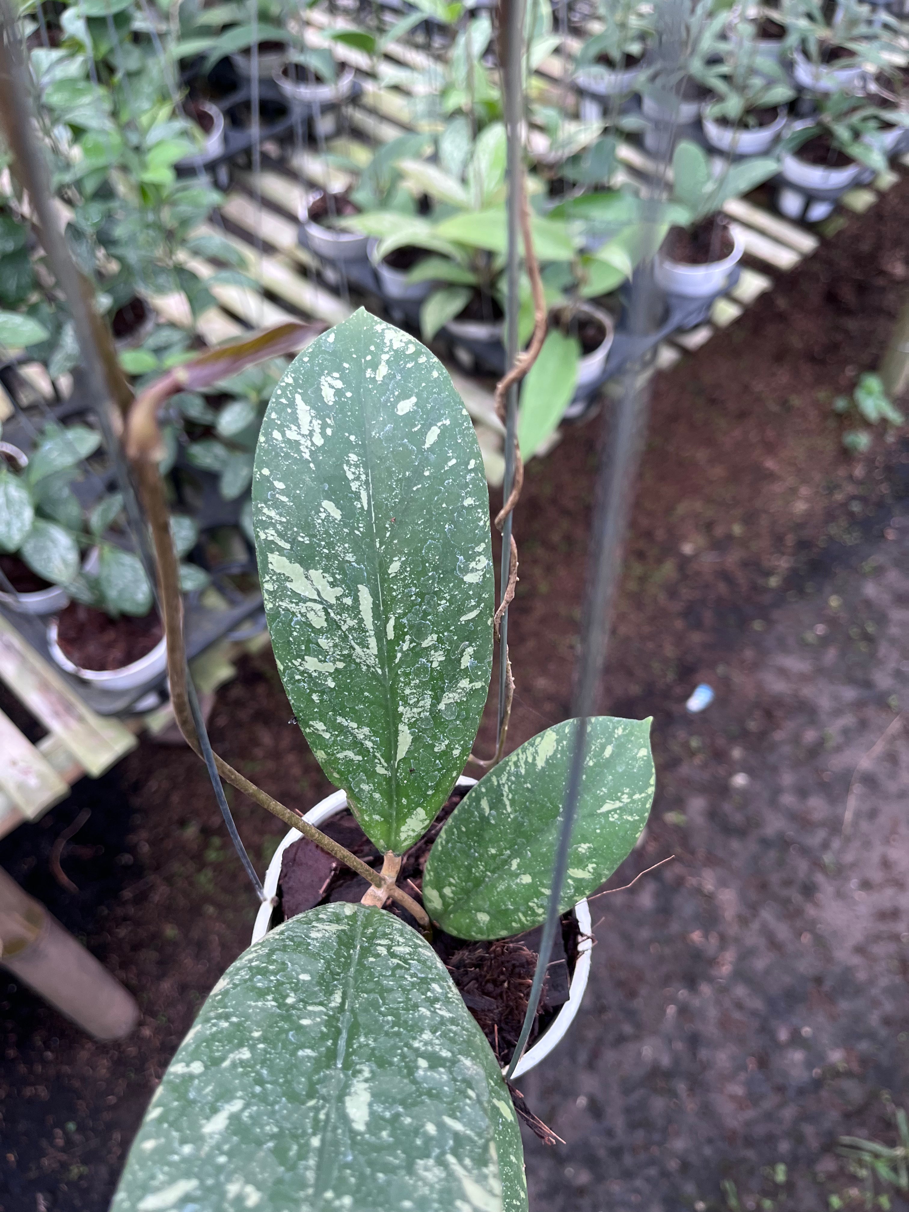 Hoya Vitellinoides
