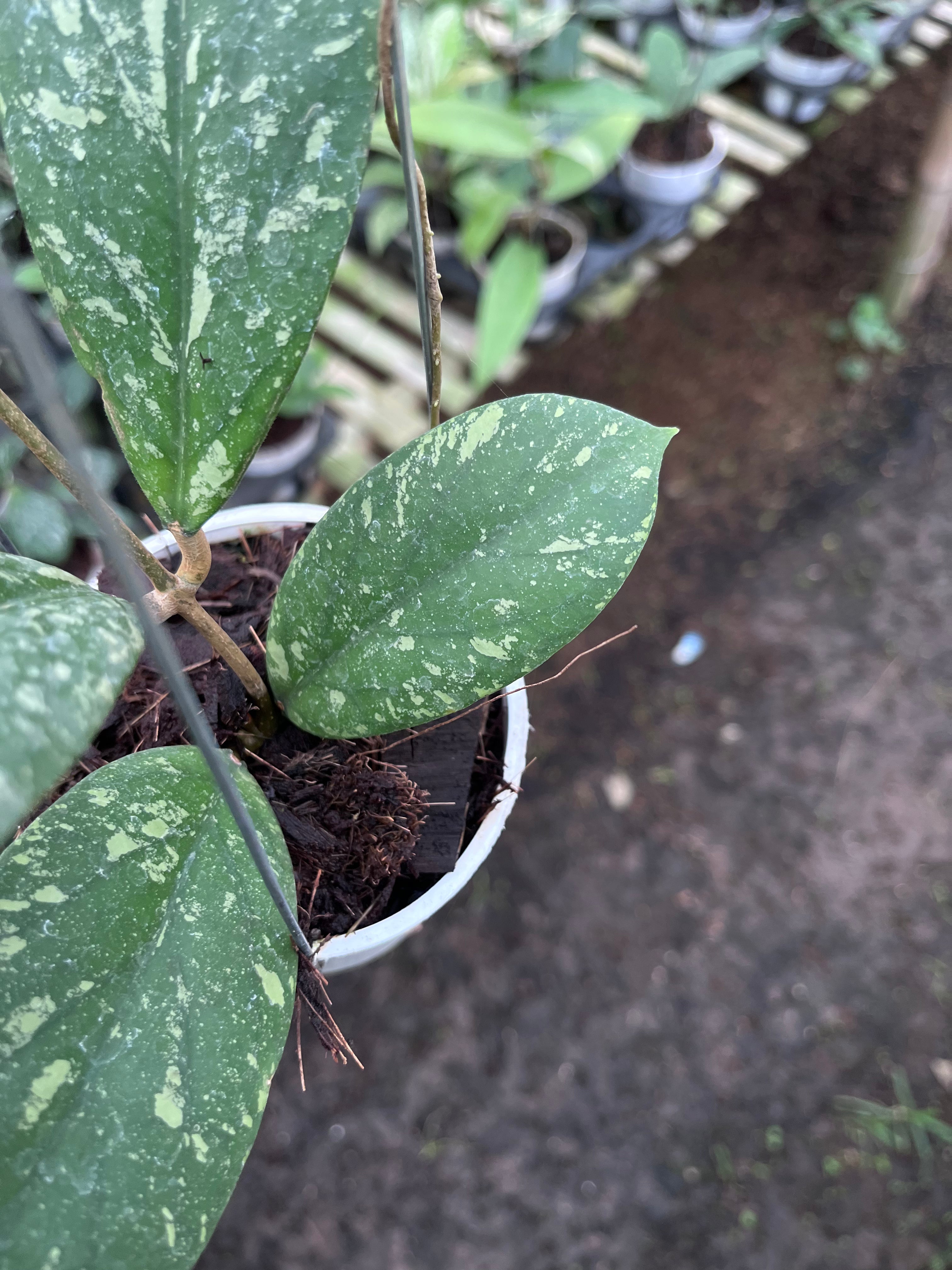 Hoya Vitellinoides