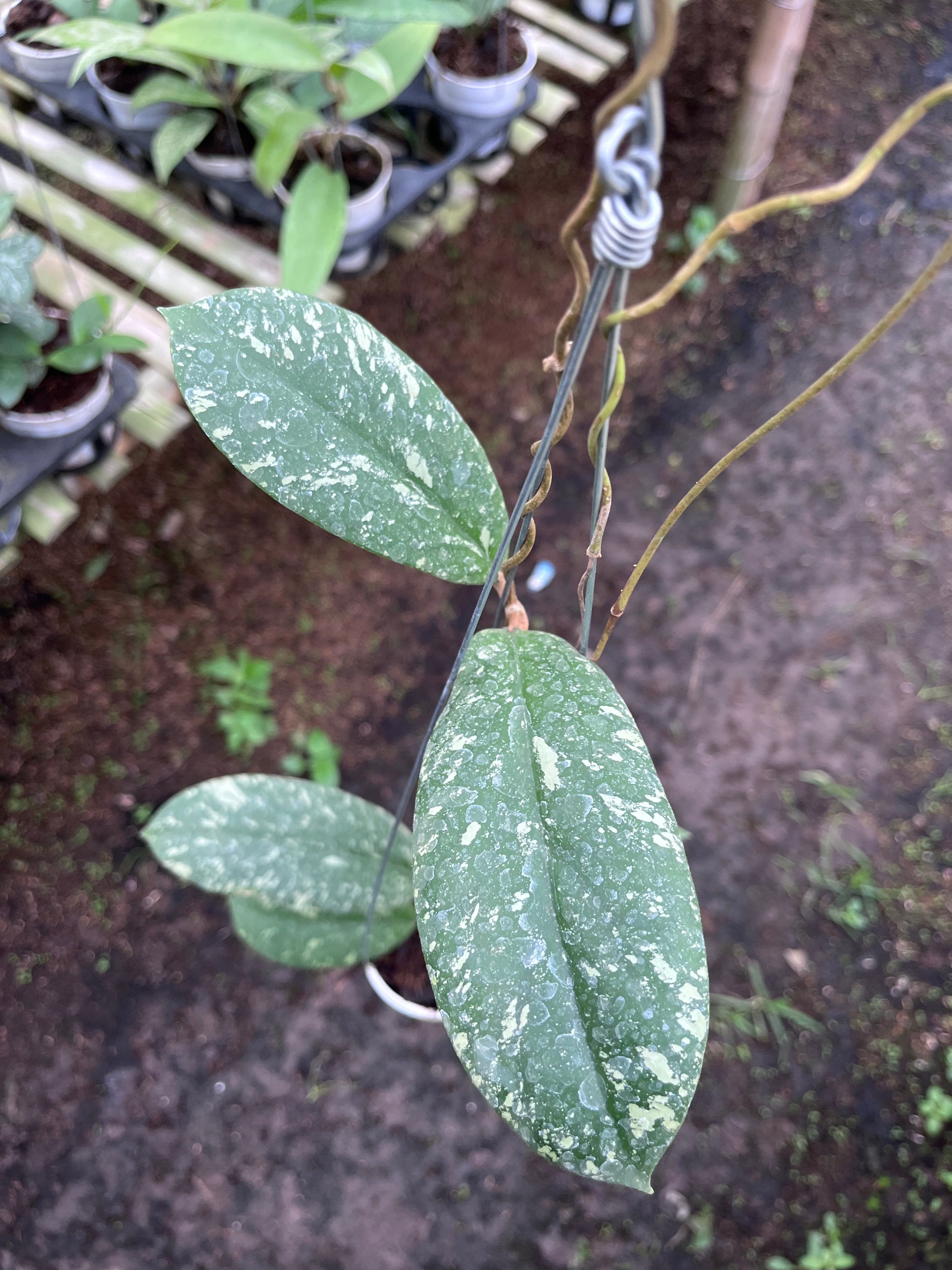 Hoya Vitellinoides