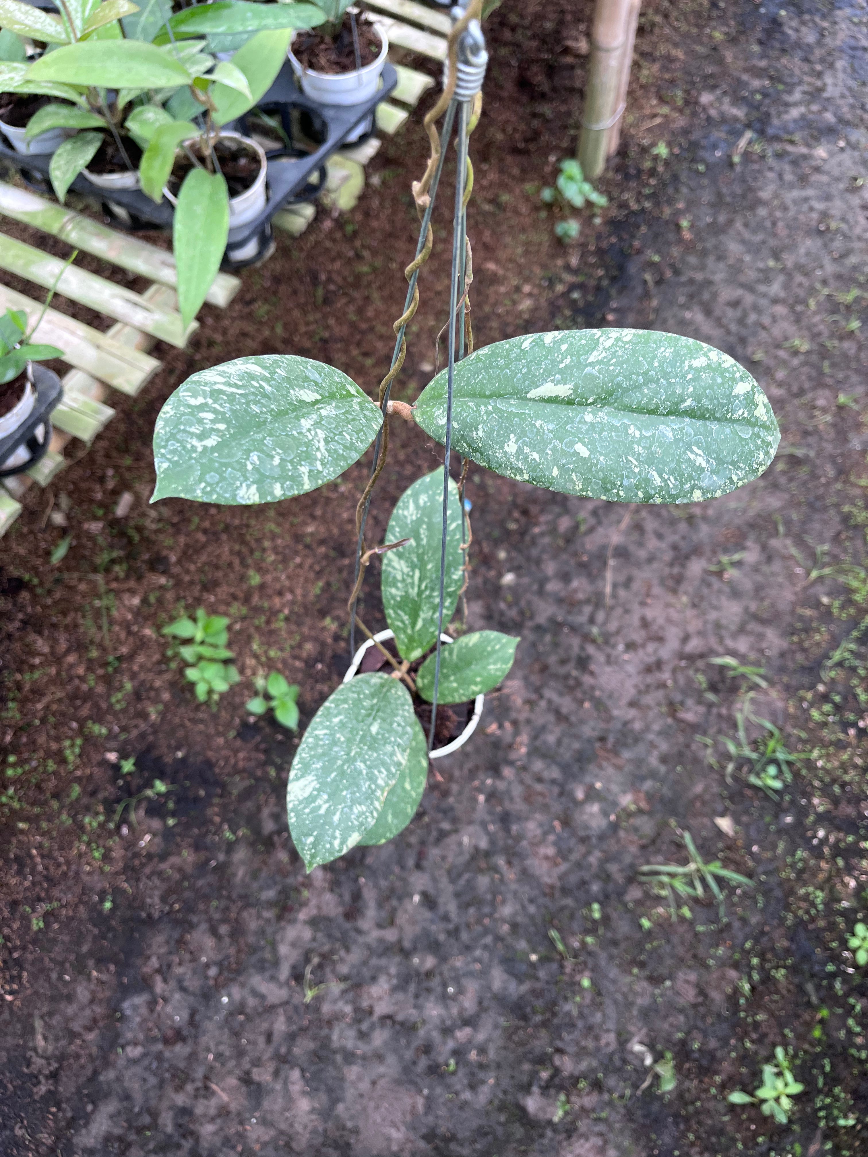 Hoya Vitellinoides
