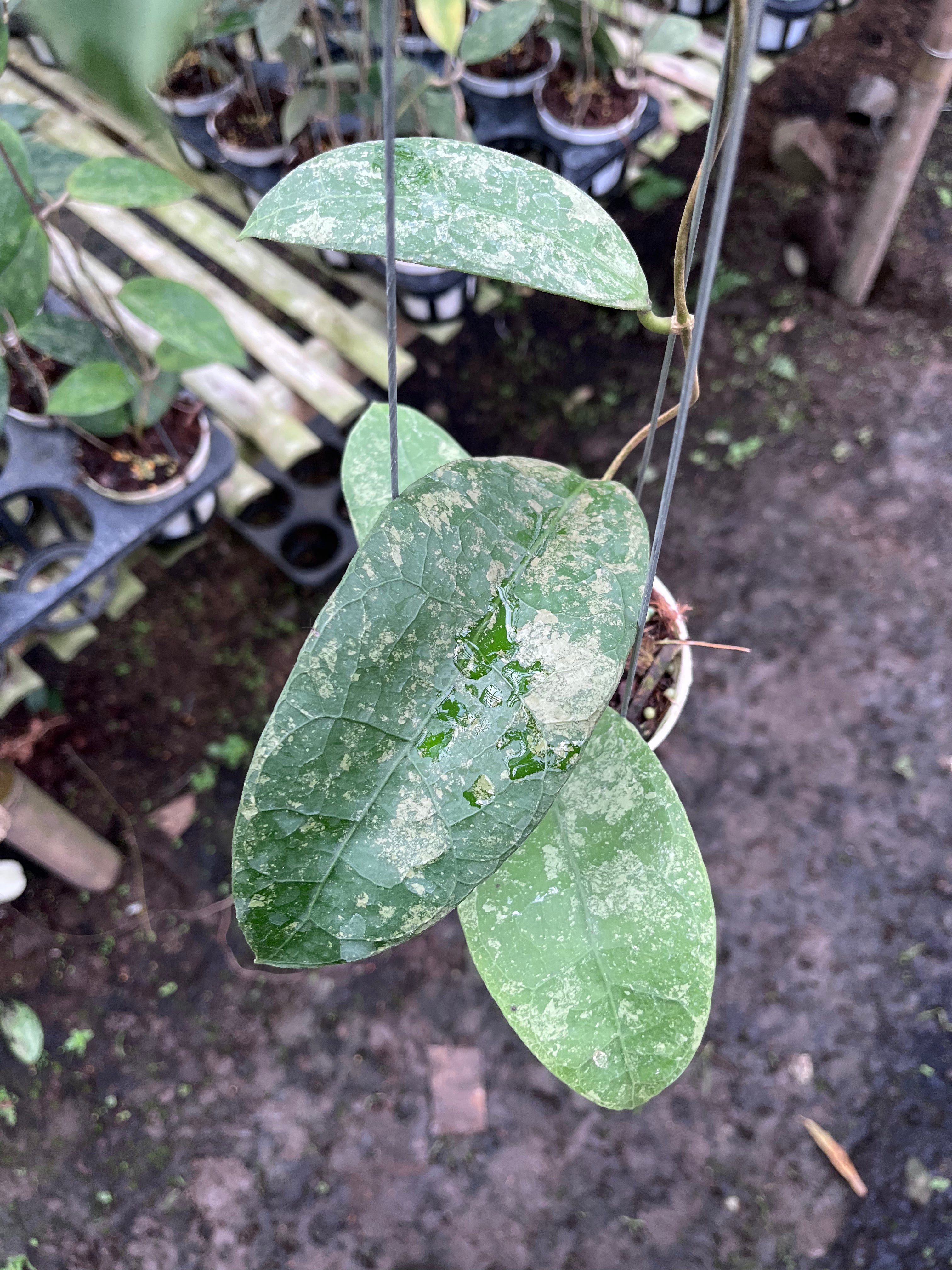 Hoya SLM04 Clone 2