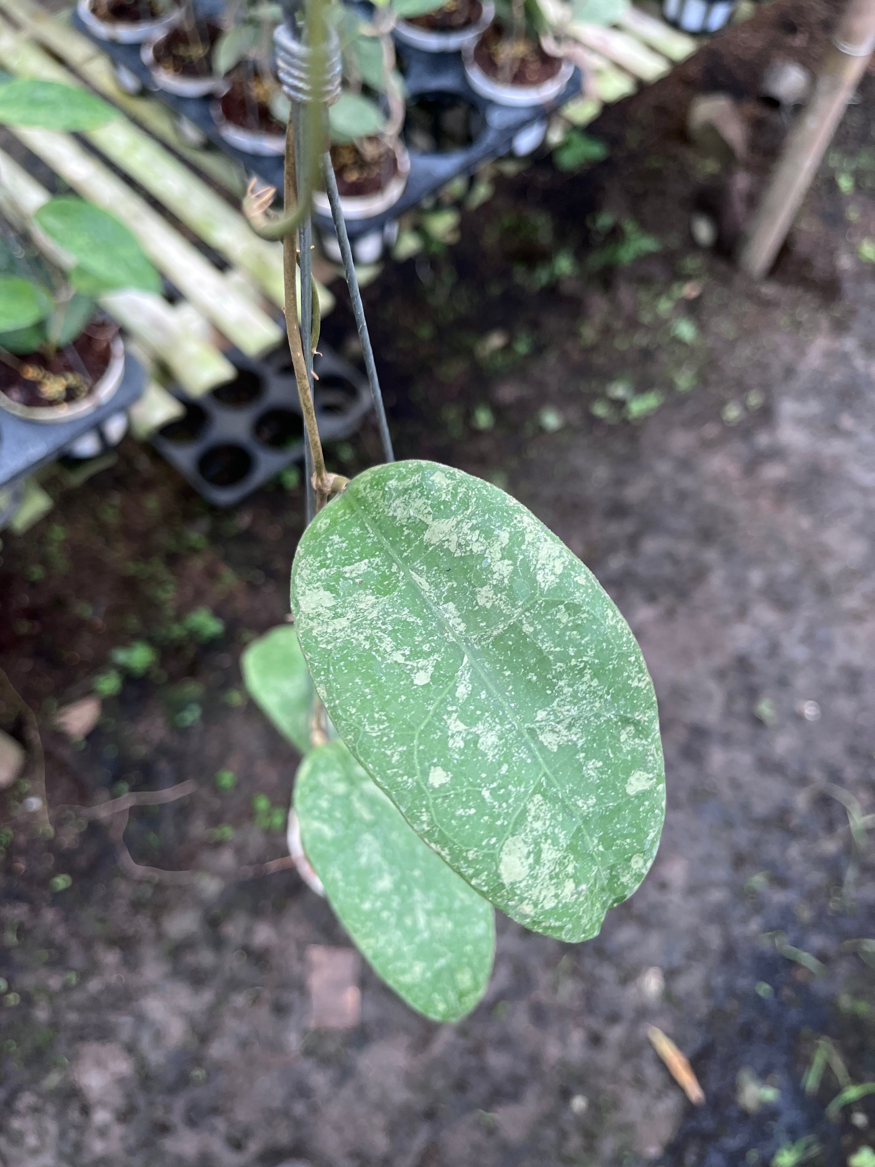 Hoya SLM04 Clone 2