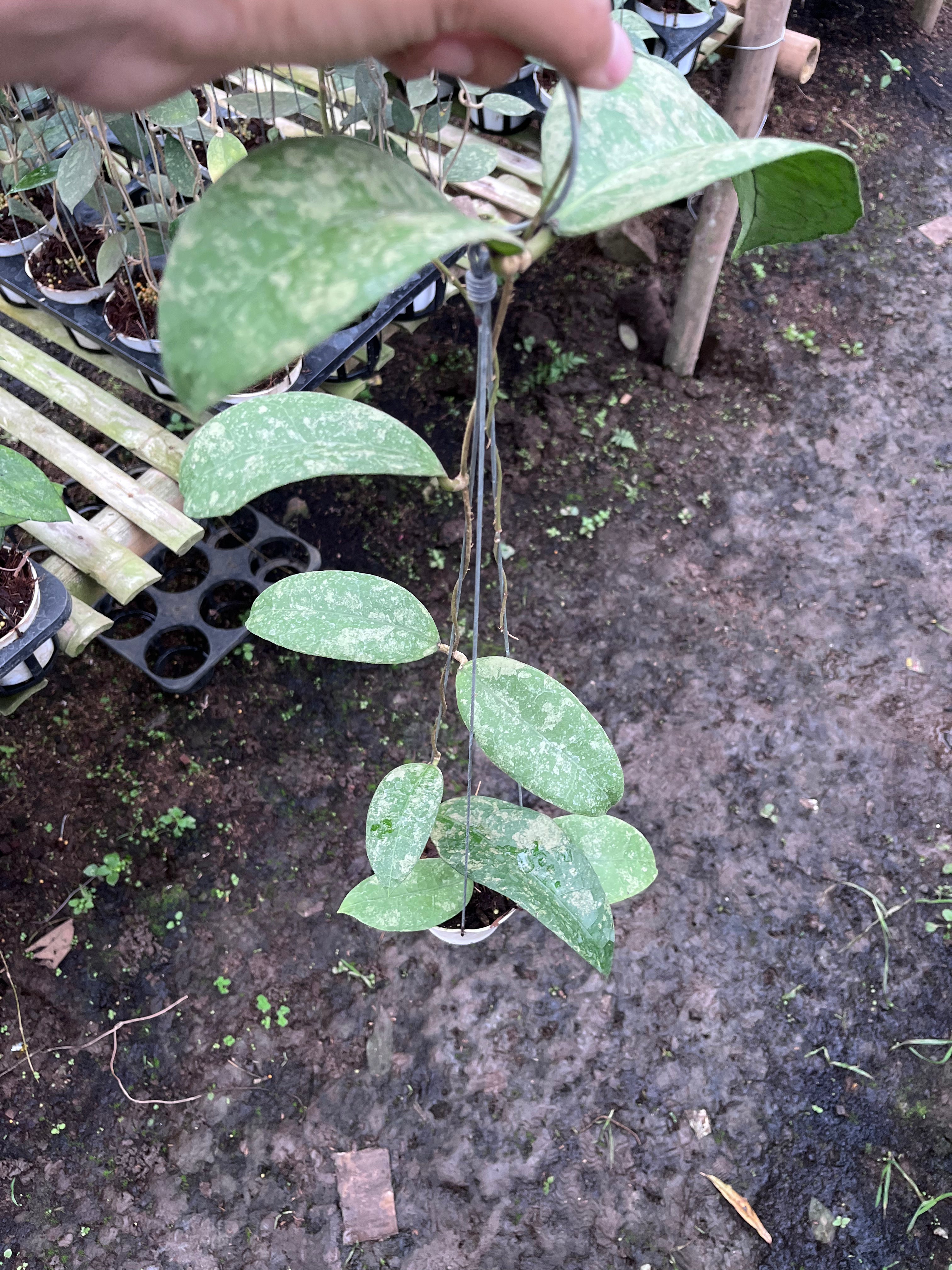 Hoya SLM04 Clone 2