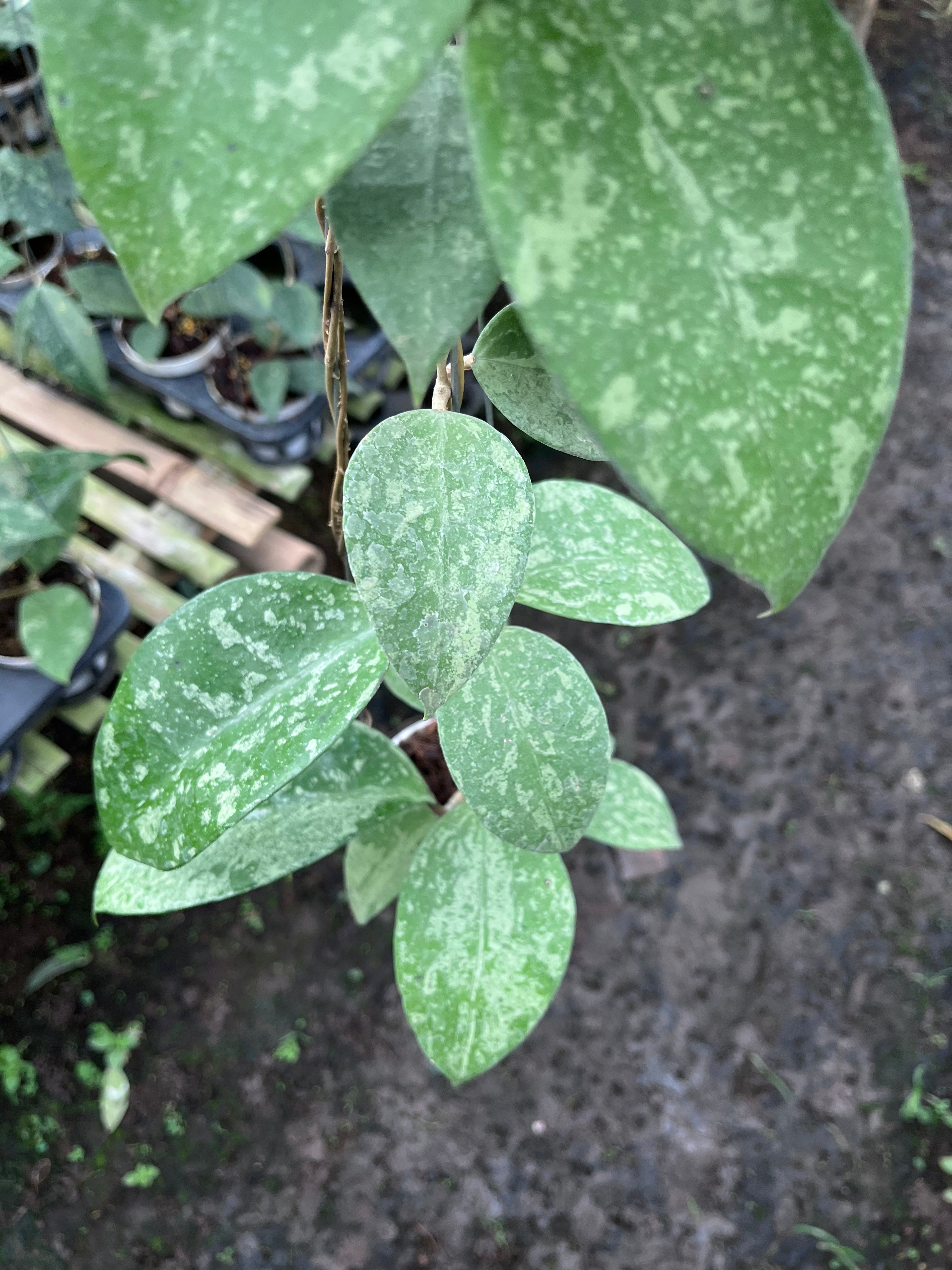 Hoya KSB08 Splash