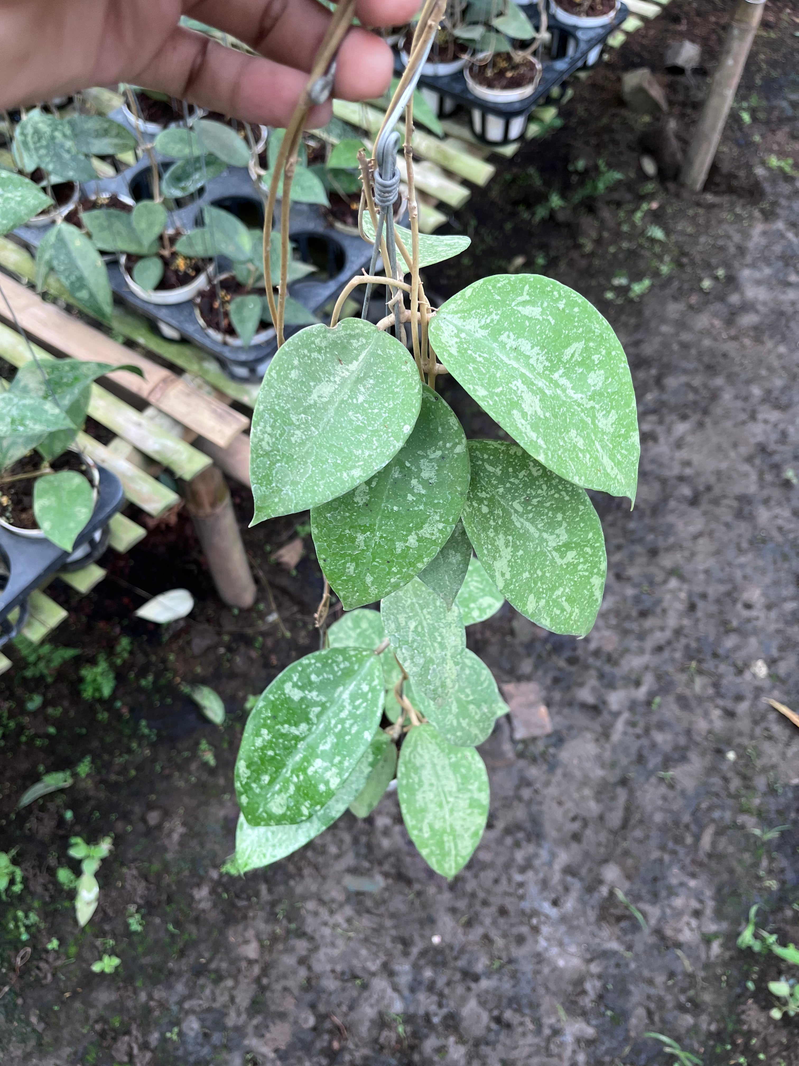 Hoya KSB08 Splash