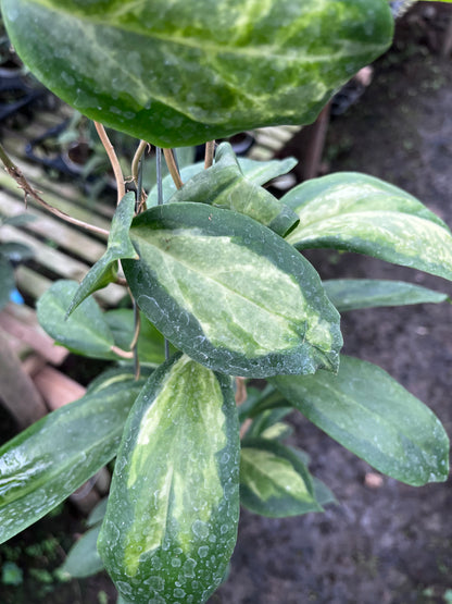 Hoya Incrassata Moonshadow