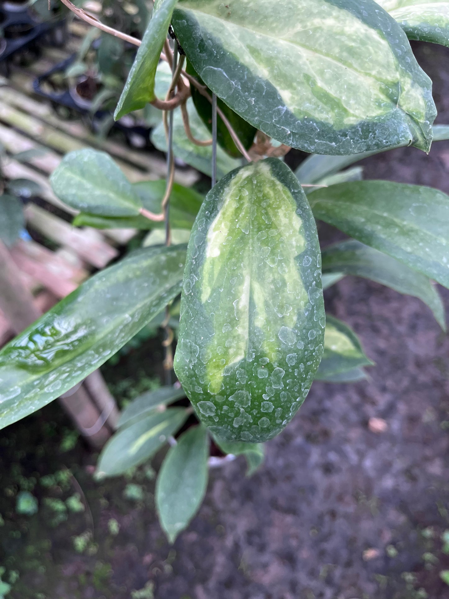 Hoya Incrassata Moonshadow