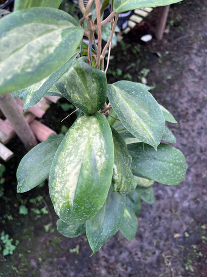 Hoya Incrassata Moonshadow