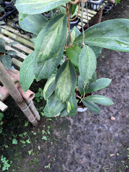 Hoya Incrassata Moonshadow