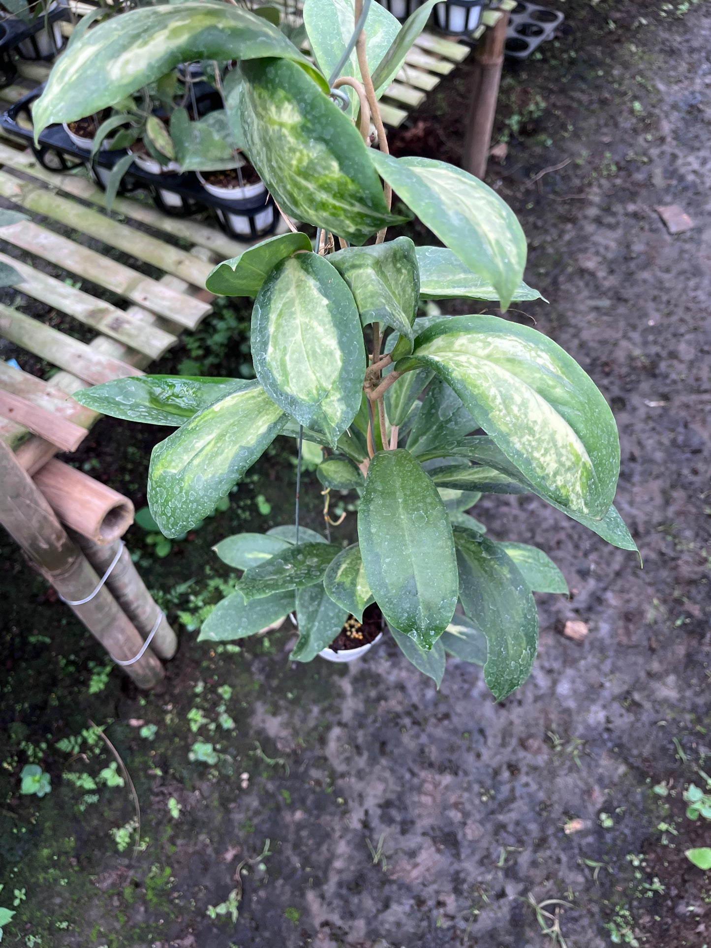 Hoya Incrassata Moonshadow