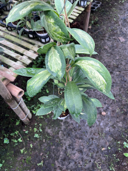 Hoya Incrassata Moonshadow