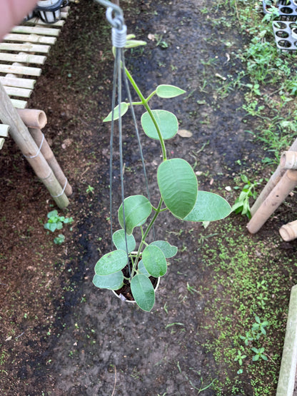 Hoya Eriostemma