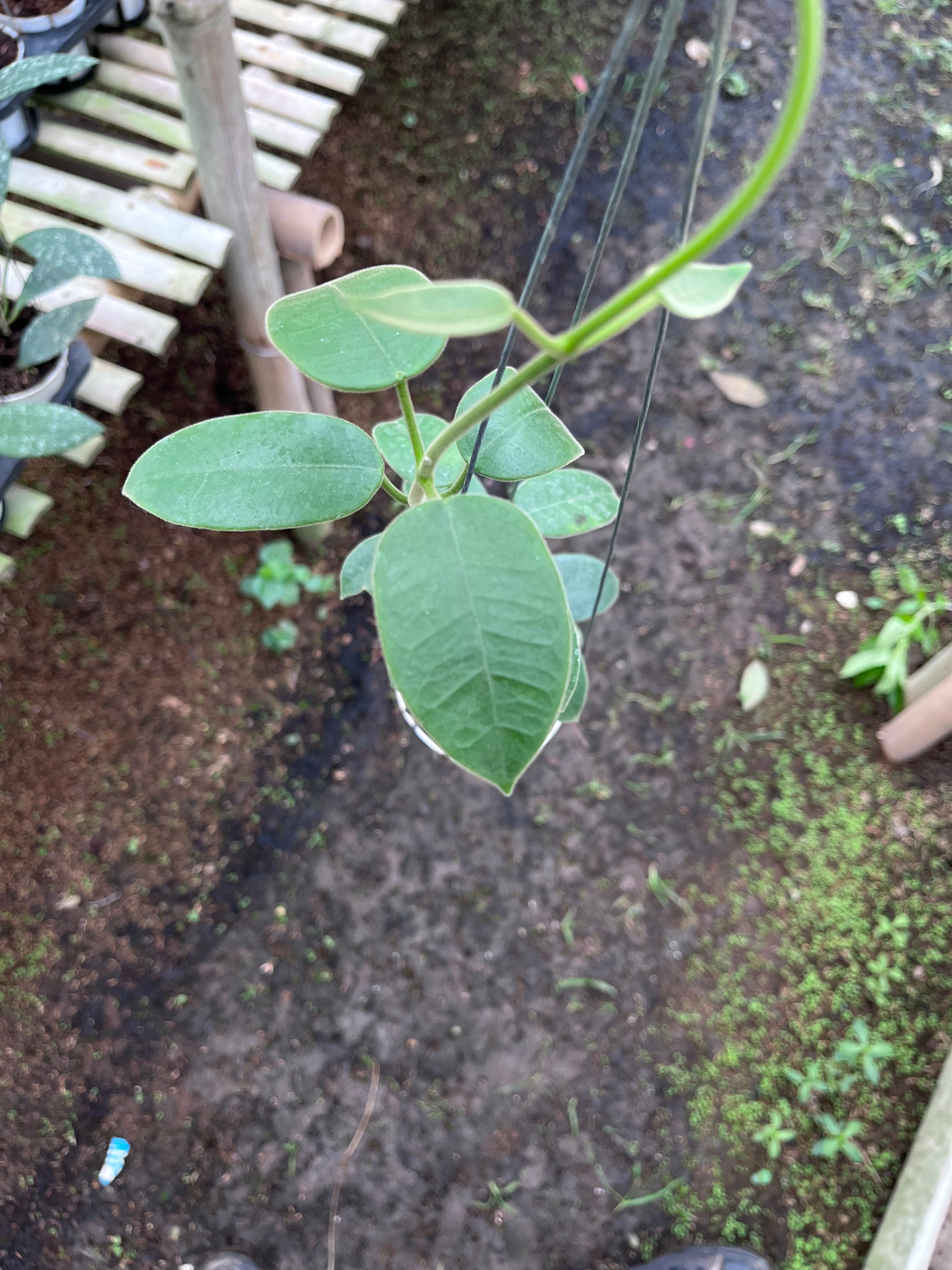 Hoya Eriostemma