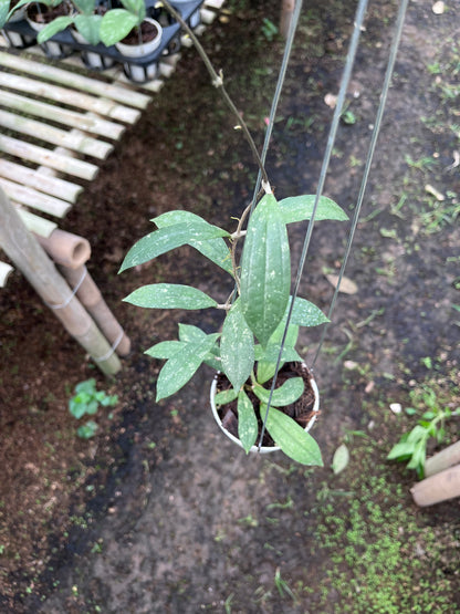 Hoya Rigidifolia Splash