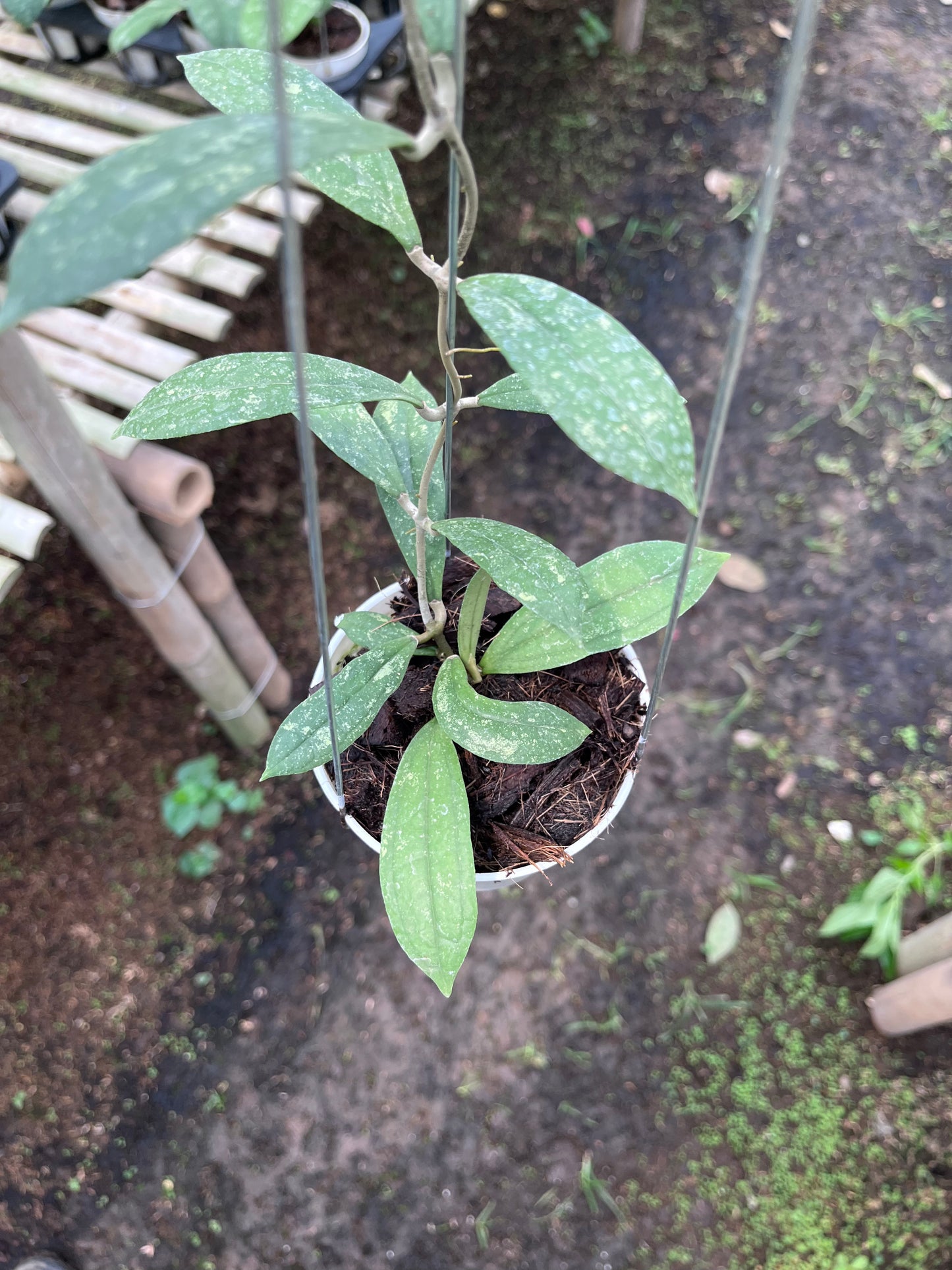 Hoya Rigidifolia Splash