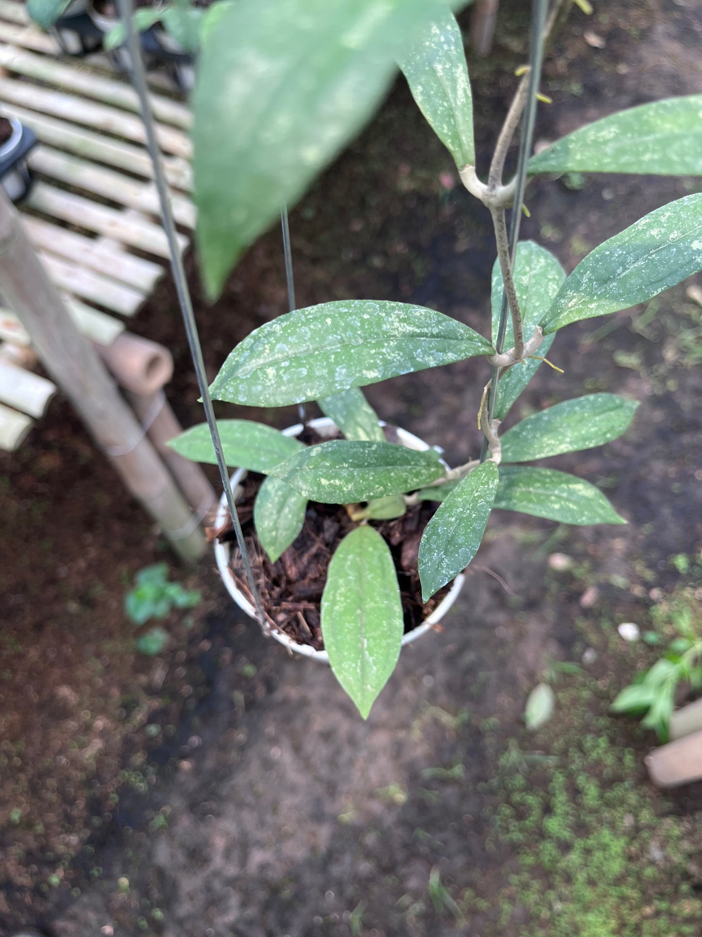 Hoya Rigidifolia Splash