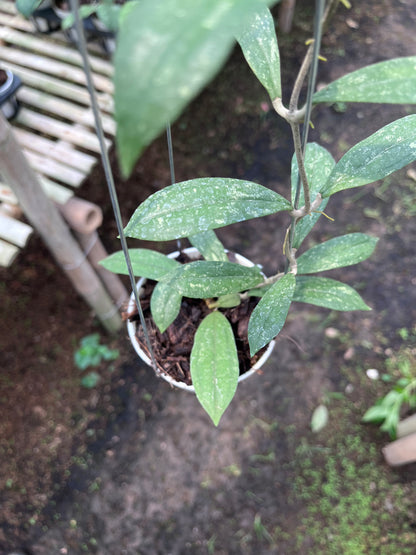 Hoya Rigidifolia Splash