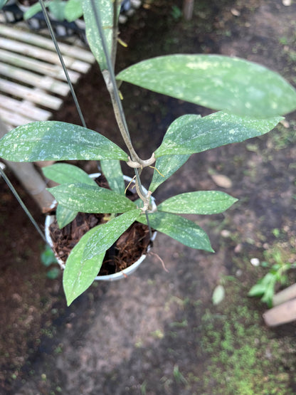 Hoya Rigidifolia Splash
