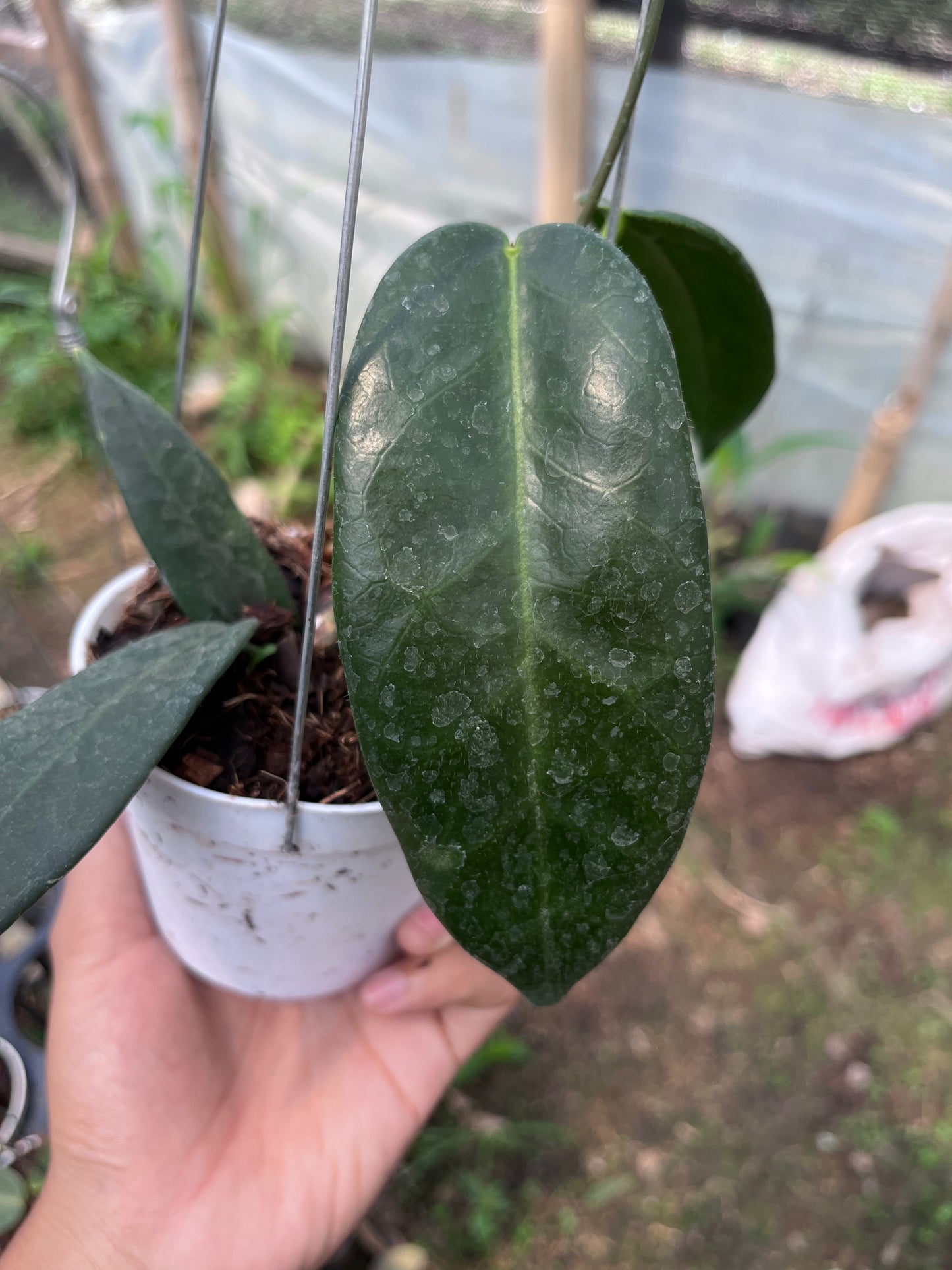 Hoya Stenakei Dark