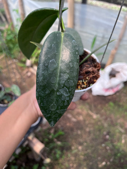 Hoya Stenakei Dark