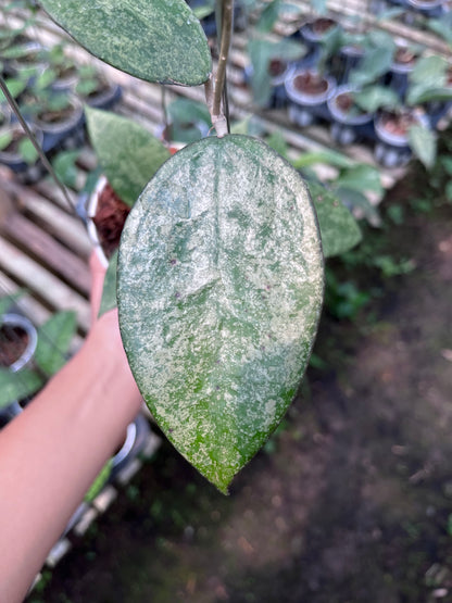 Hoya Verticilata Pacitan Silver