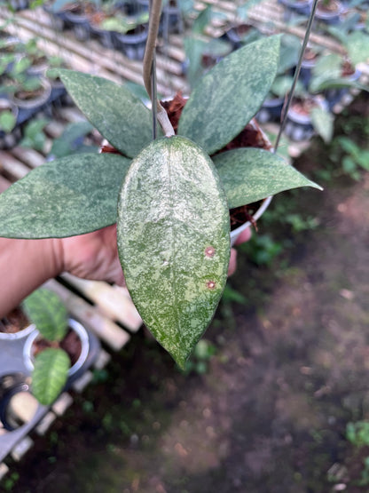Hoya Verticilata Pacitan Silver