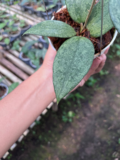 Hoya Verticilata Pacitan Silver