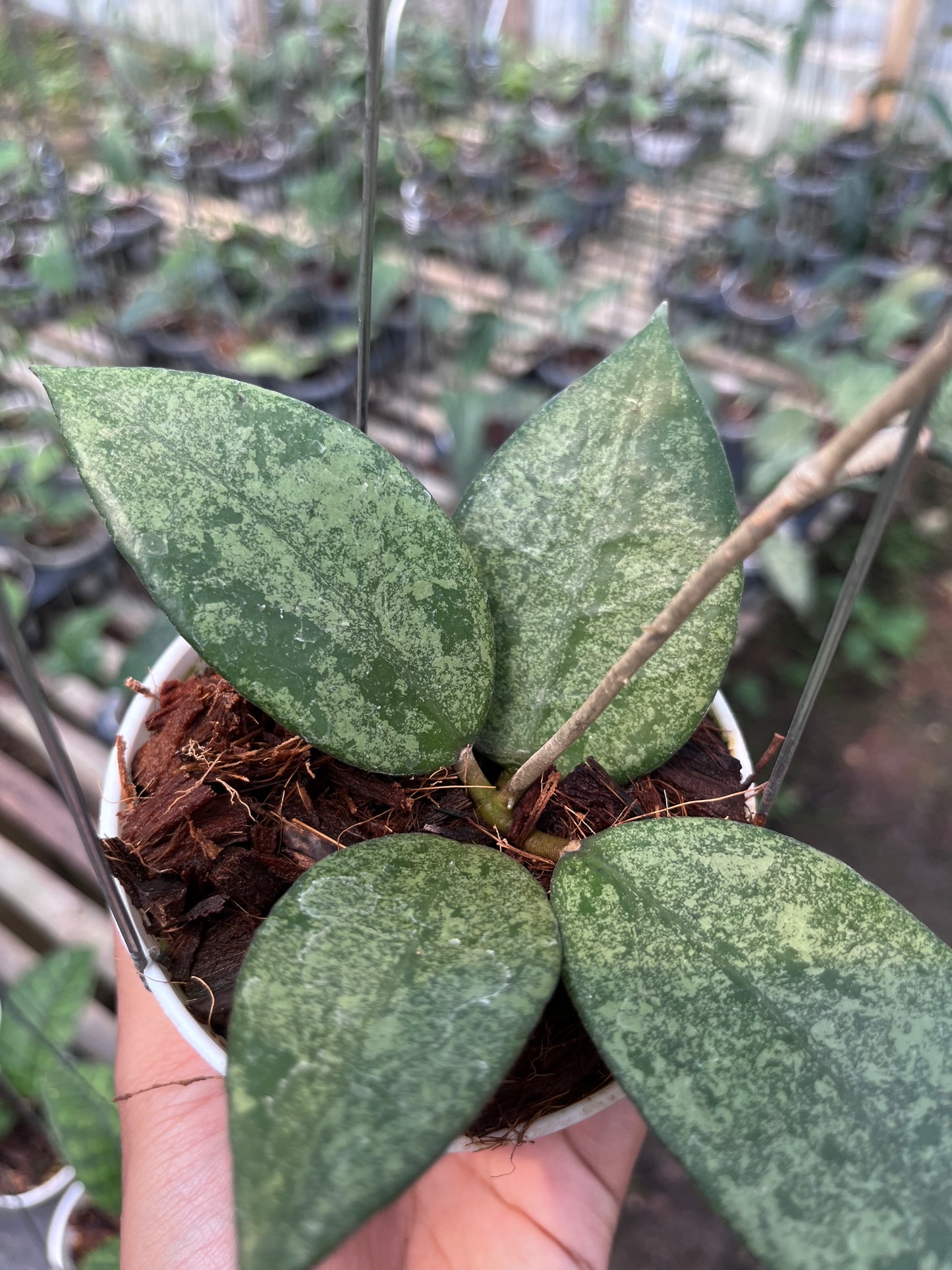 Hoya Verticilata Pacitan Silver