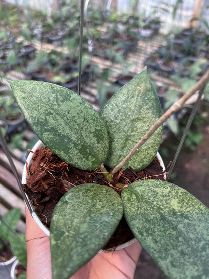 Hoya Verticilata Pacitan Silver