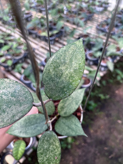 Hoya Verticilata Pacitan Silver