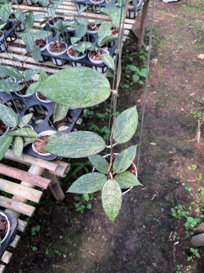 Hoya Verticilata Pacitan Silver