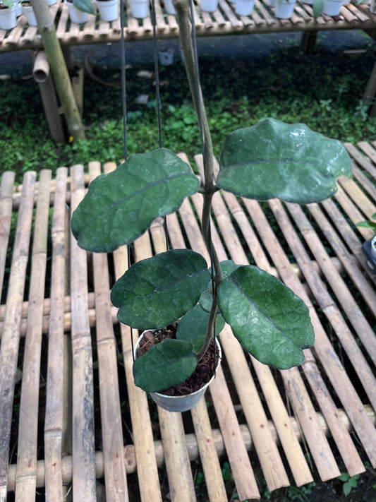 Hoya Villosa 'Cao Dang'