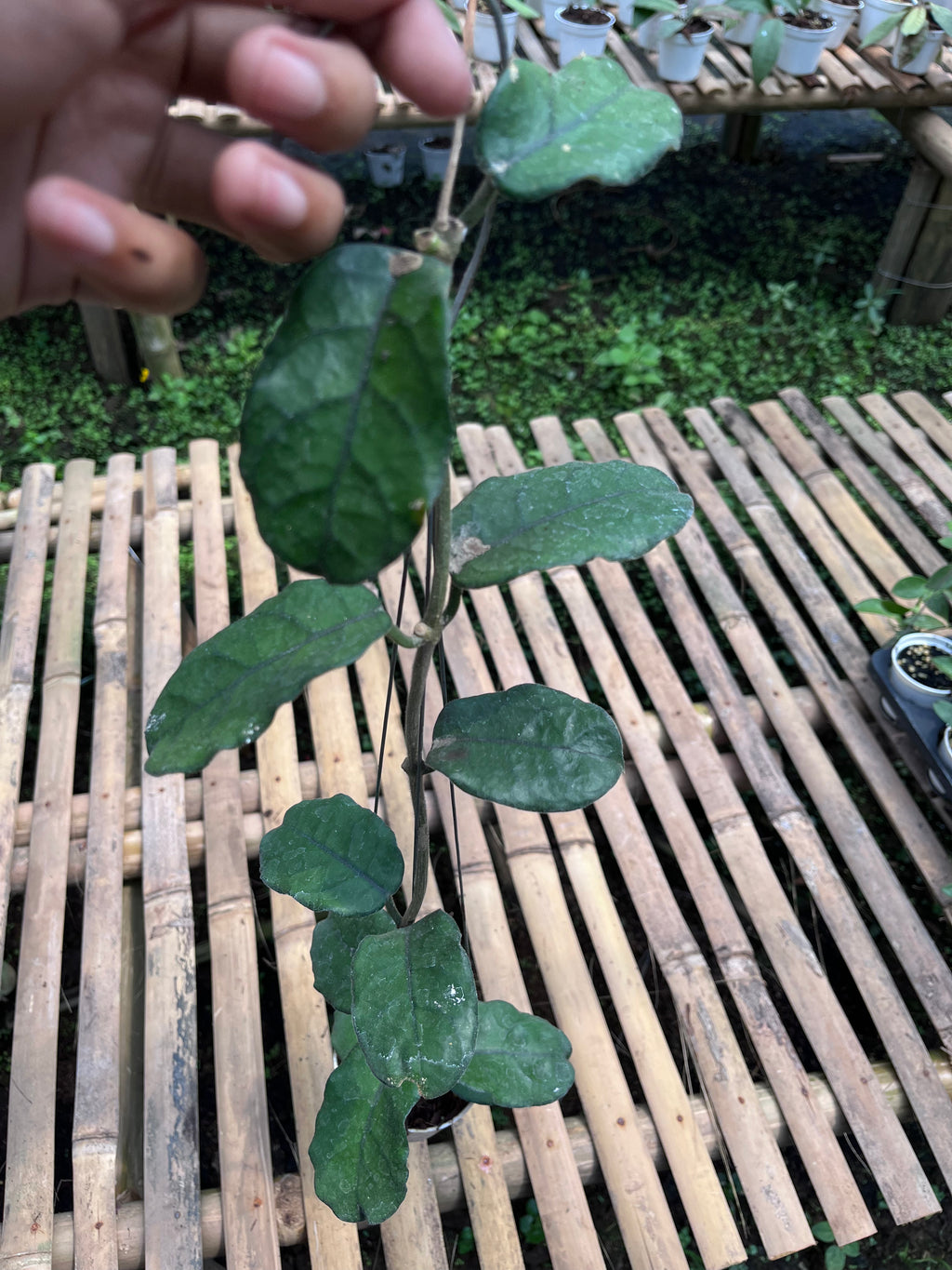 Hoya Villosa 'Cao Dang'